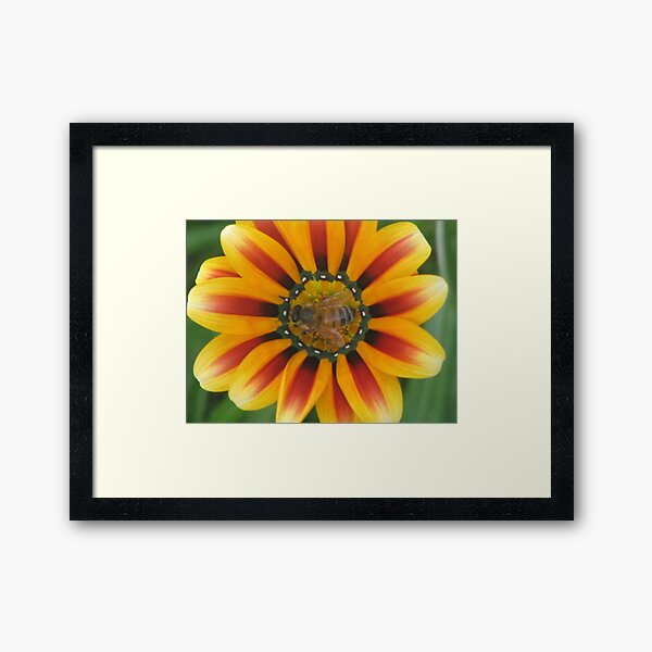 Bee Happy ! Framed Art Print