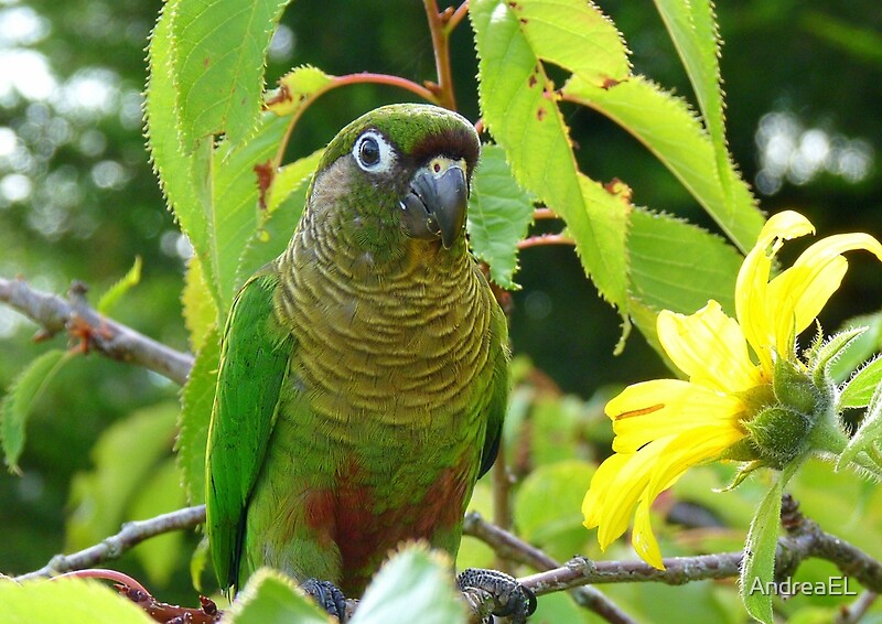 "Walk On The Wild Side - Maroon-Bellied Conure - NZ" by ...