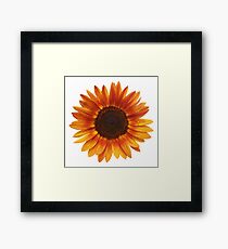 Sonnenblume Gerahmtes Wandbild