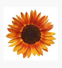 Sonnenblume Fotodruck