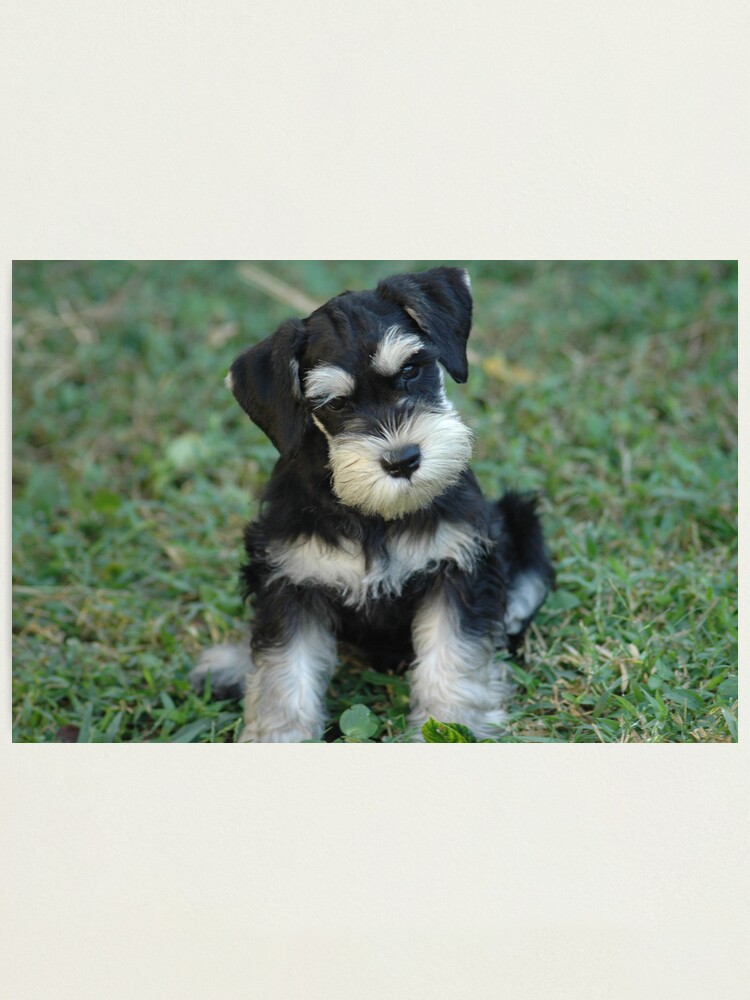 miniature schnauzer puppies information