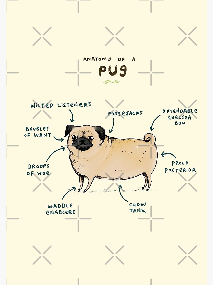 Anatomy of a Pug by SophieCorrigan