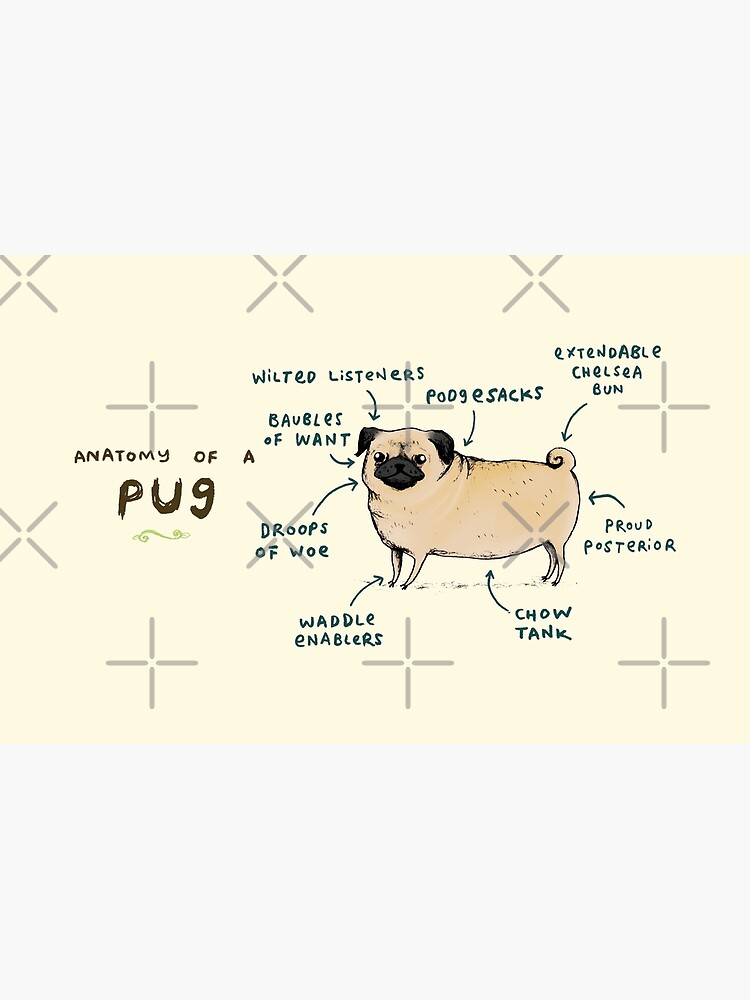 Anatomy of a Pug by SophieCorrigan