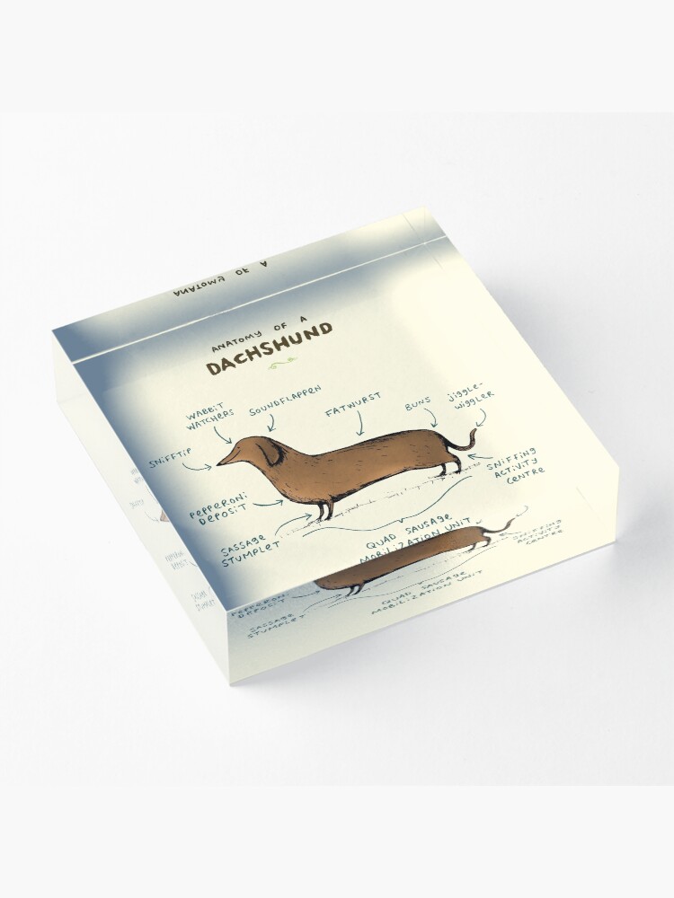 Alternate view of Anatomy of a Dachshund Acrylic Block
