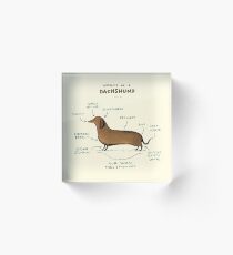 Anatomy of a Dachshund Acrylic Block
