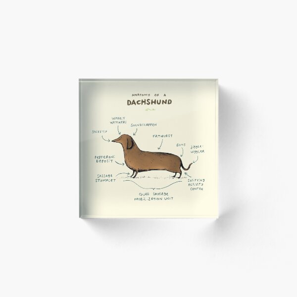 Anatomy of a Dachshund Acrylic Block