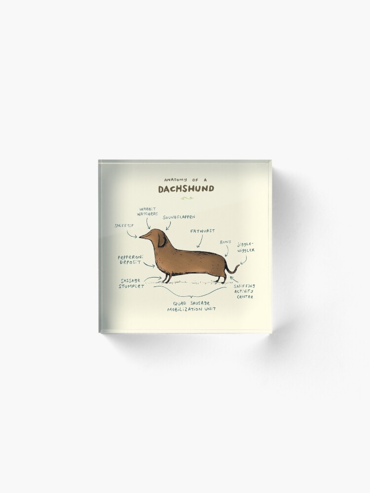 Alternate view of Anatomy of a Dachshund Acrylic Block