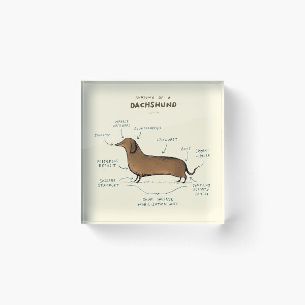 Anatomy of a Dachshund Acrylic Block