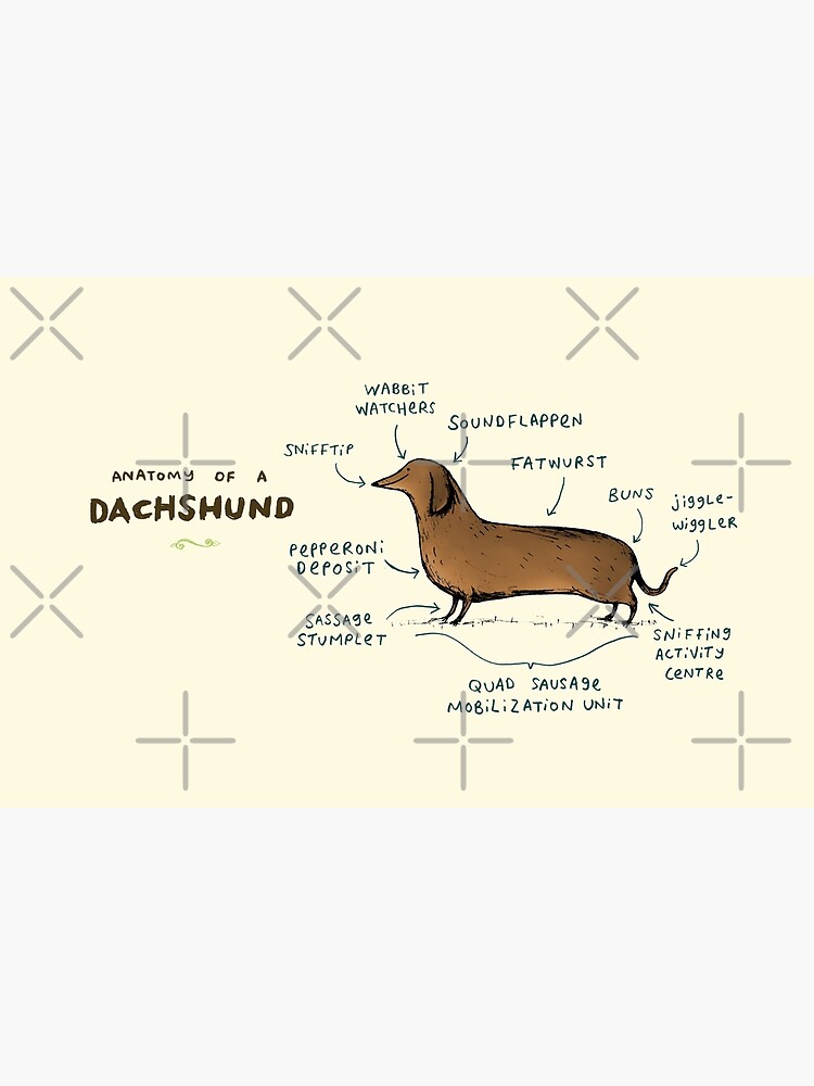 Thumbnail 2 of 2, Laptop Skin, Anatomy of a Dachshund designed and sold by Sophie Corrigan.