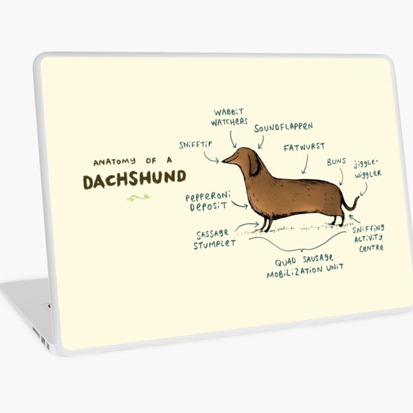 Item preview, Anatomy of a Dachshund designed and sold by SophieCorrigan.