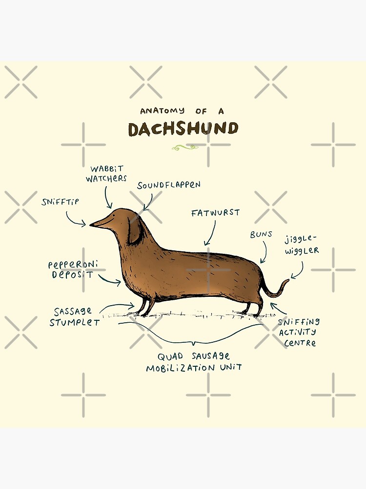 Anatomy of a Dachshund by SophieCorrigan