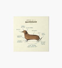 Anatomy of a Dachshund Art Board
