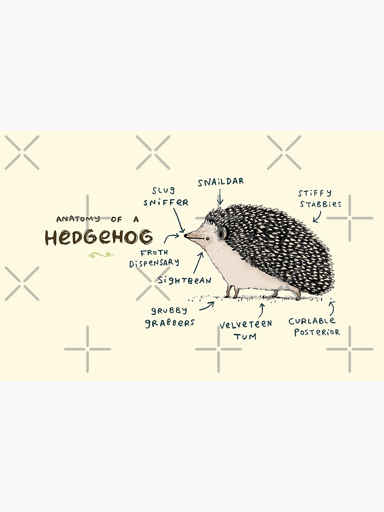 Anatomy of a Hedgehog by SophieCorrigan