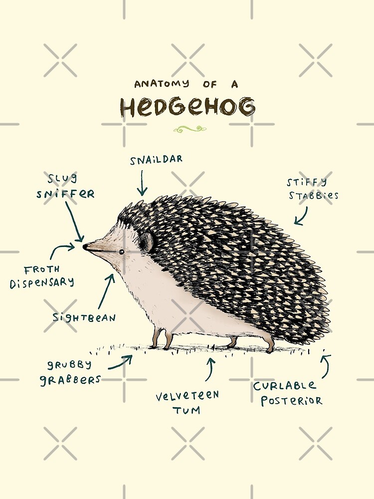 Anatomy of a Hedgehog by SophieCorrigan