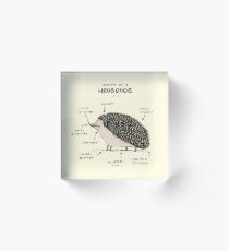 Anatomy of a Hedgehog Acrylic Block