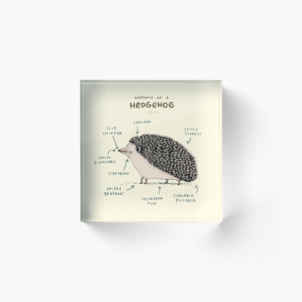 Anatomy of a Hedgehog Acrylic Block