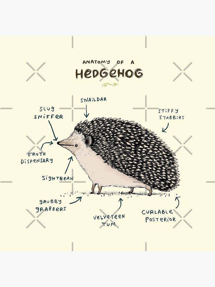 Anatomy of a Hedgehog by SophieCorrigan