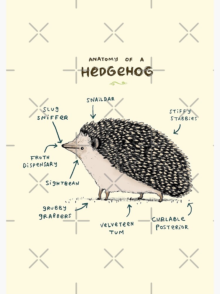 Anatomy of a Hedgehog by SophieCorrigan