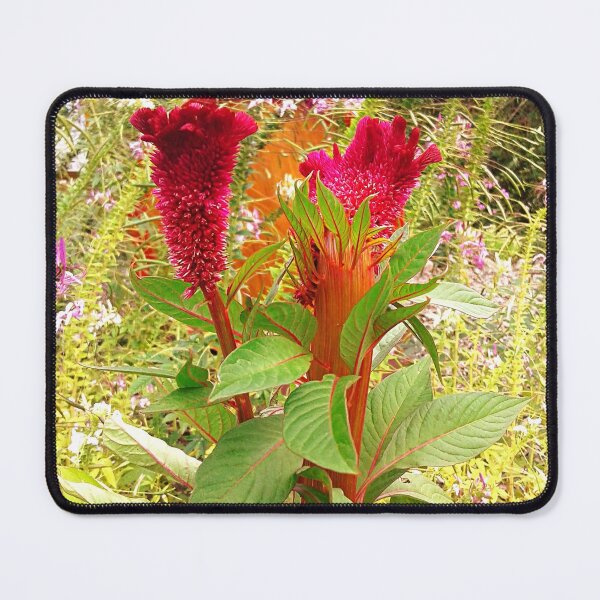 Item preview, COCKSCOMB FLOWER  designed and sold by JoAnnHayden.