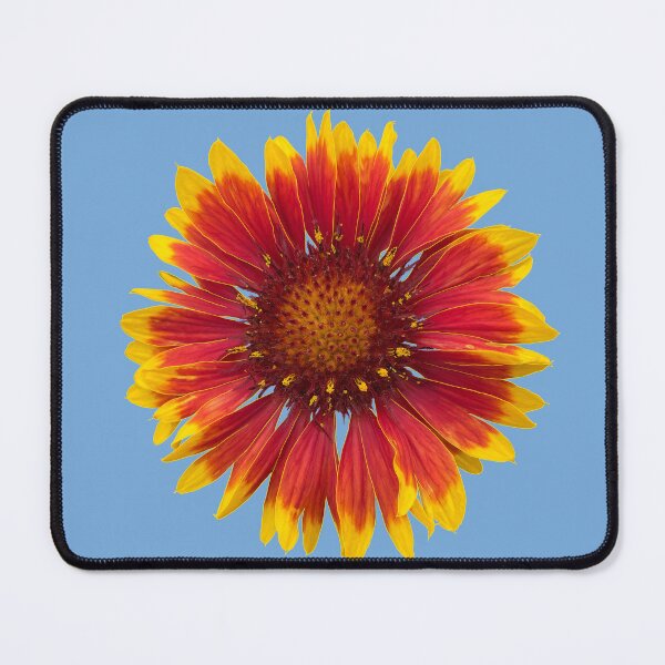 Artikelvorschau, Gaillardia Barbican Yellow Red Ring Daisy Like Flower für Gartenliebhaber entworfen und verkauft von EschatonGarden.