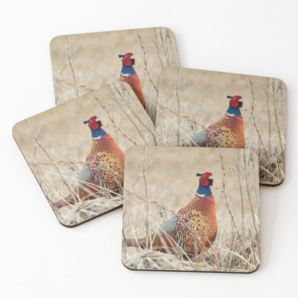 Item preview, When curiosity hits. Common pheasant designed and sold by Jouko Lehto Photography.