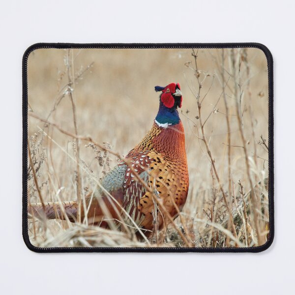 Item preview, When curiosity hits. Common pheasant designed and sold by Jouko Lehto Photography.