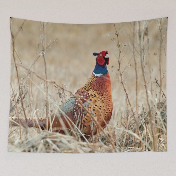 Item preview, When curiosity hits. Common pheasant designed and sold by Jouko Lehto Photography.