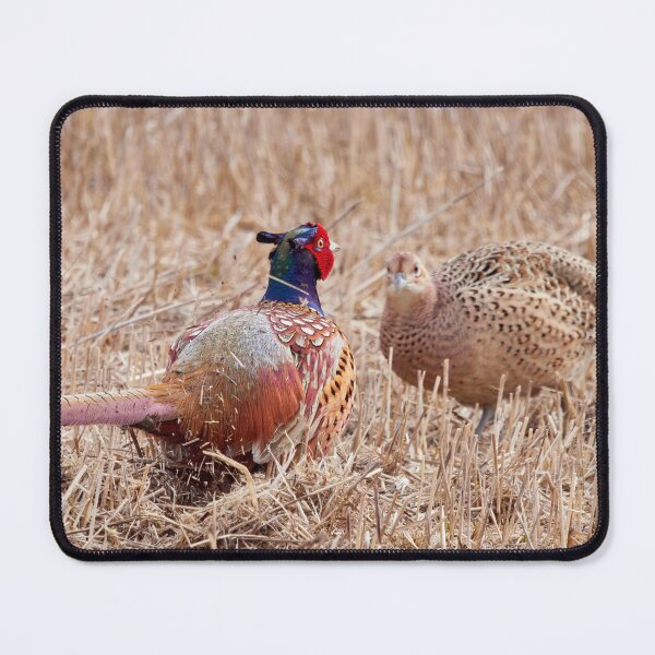 Item preview, Oh my darling Valentine. Common pheasant designed and sold by Jouko Lehto Photography.