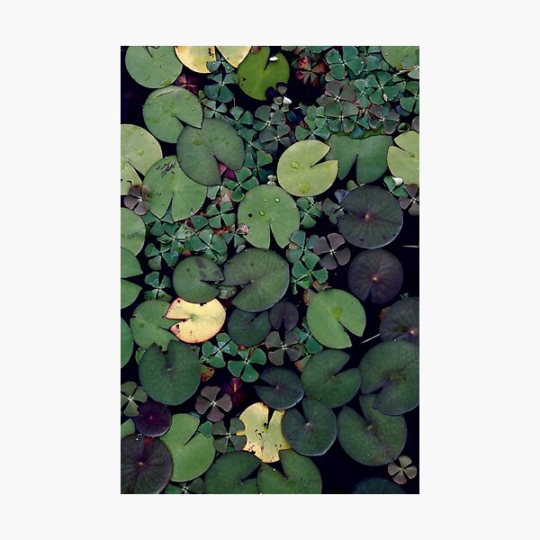 Lily Pads Photographic Print