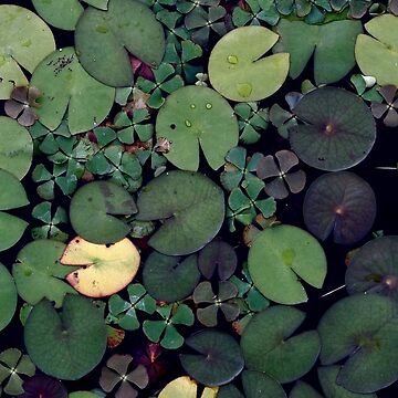 Artwork thumbnail, Lily Pads by La Chic