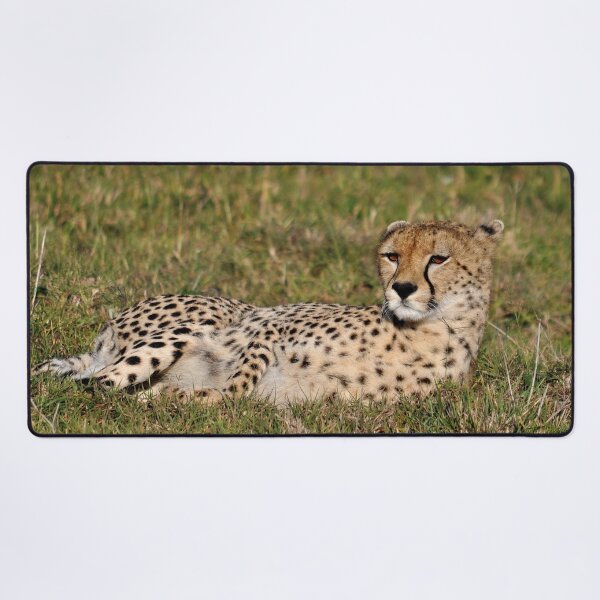 Item preview, cheetah Acinonyx jubatus portrait cat Africa designed and sold by Schoensl.