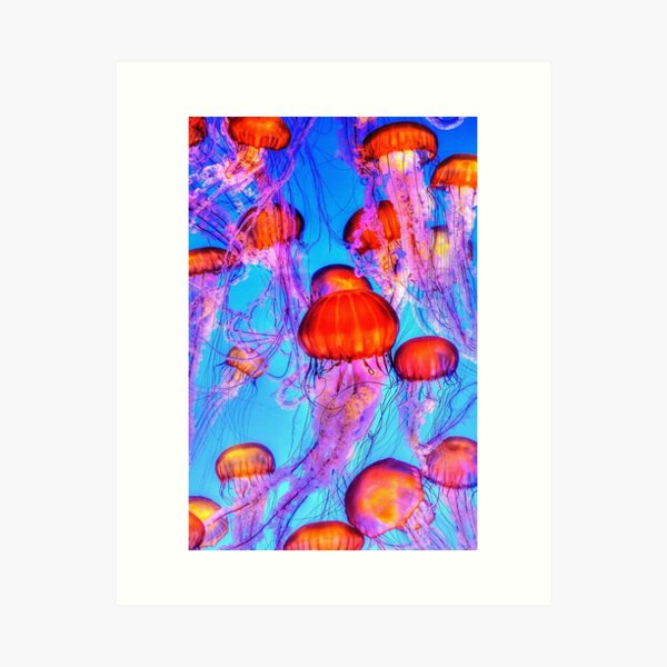 Jellyfish Art Print
