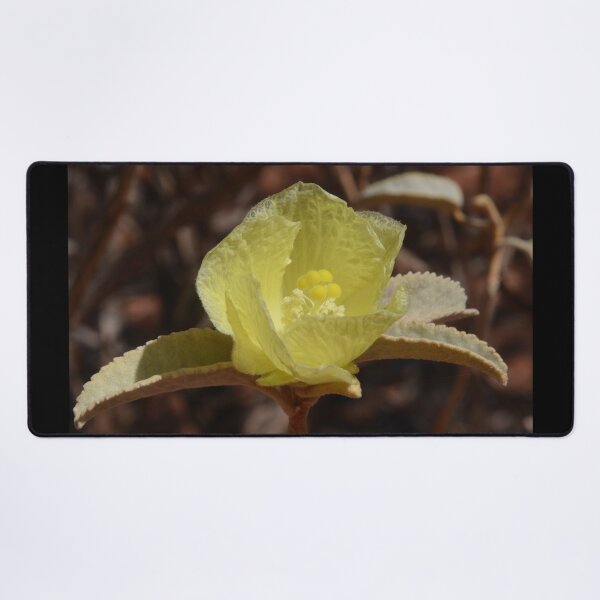 Item preview, Chinese Lanterns, Abutilon, Australia designed and sold by Schoensl.