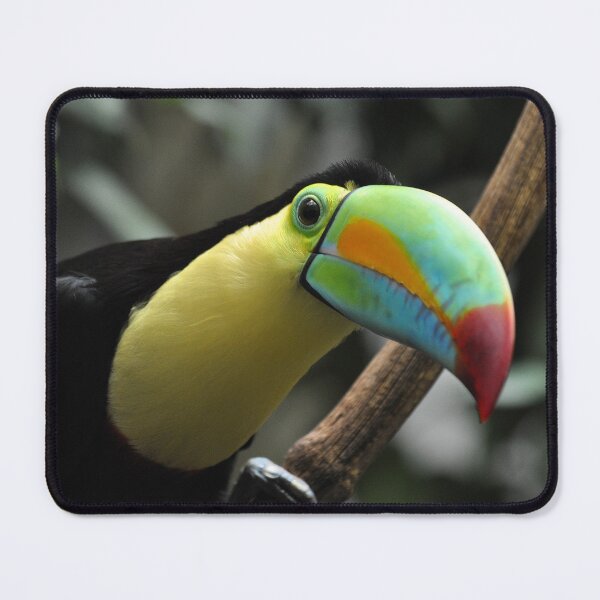 Item preview, keel-billed, sulfur-breasted or rainbow-billed toucan (Ramphastos sulfuratus) designed and sold by Schoensl.