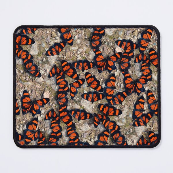 Item preview, Red-banded Altinote Peru designed and sold by Schoensl.
