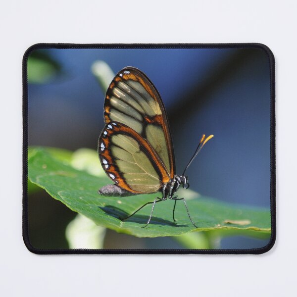 Item preview, Salapia Glasswing (Ithomia salapia) Butterfly Peru designed and sold by Schoensl.