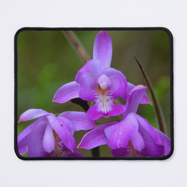 Item preview, violet Cymbidium Orchid Peru designed and sold by Schoensl.
