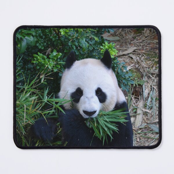 Item preview, Giant Panda eating Bamboo designed and sold by Schoensl.