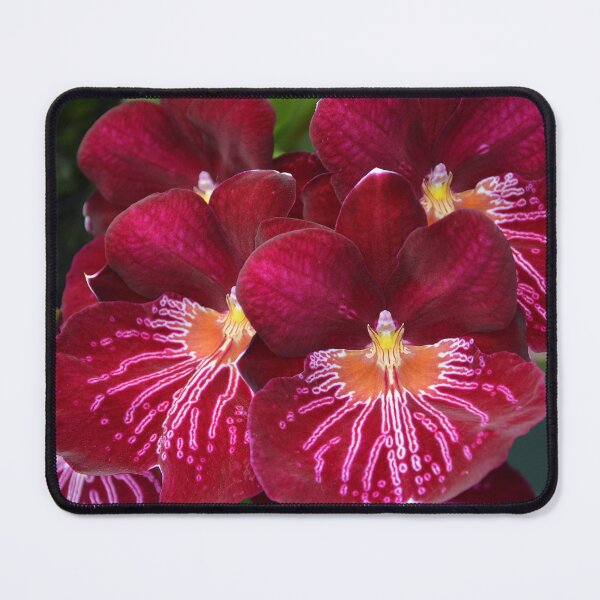 Item preview, Miltonia Miltoniopsis Orchid designed and sold by Schoensl.