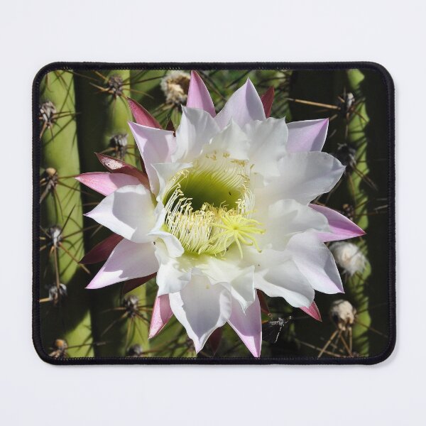 Item preview, white cactus flower Chile designed and sold by Schoensl.