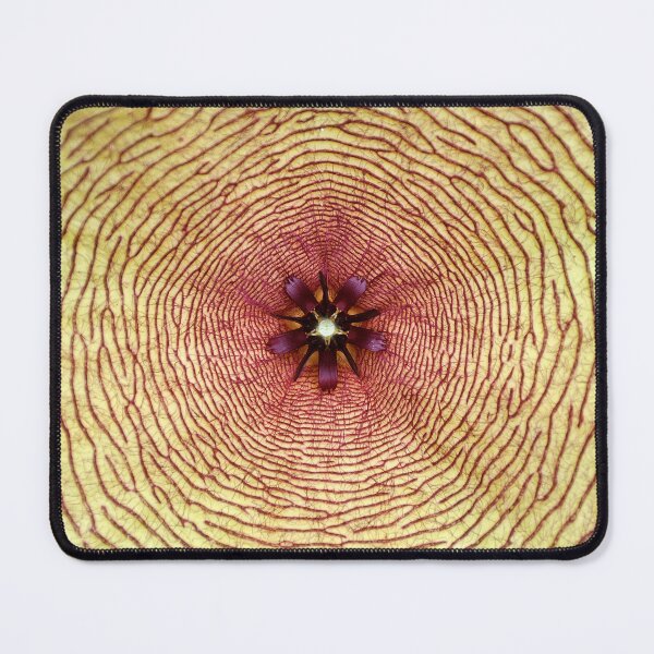 Item preview, Star fish, Stapelia gigantea, South Africa designed and sold by Schoensl.