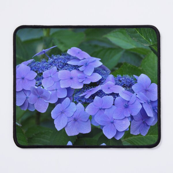 Item preview, hortensia hydrangea Chile designed and sold by Schoensl.