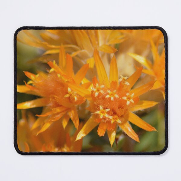 Item preview, orange flower Pilbara Australia designed and sold by Schoensl.