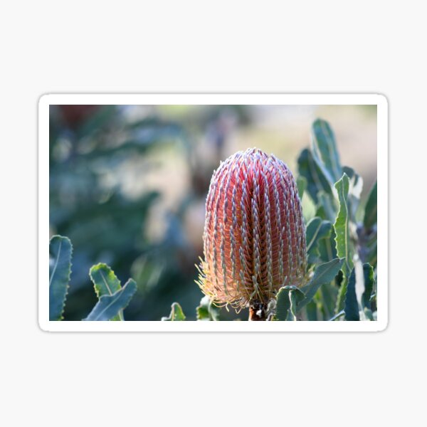 Item preview, Australian Flora - Banksia Menziesii designed and sold by Cloudlingpics.