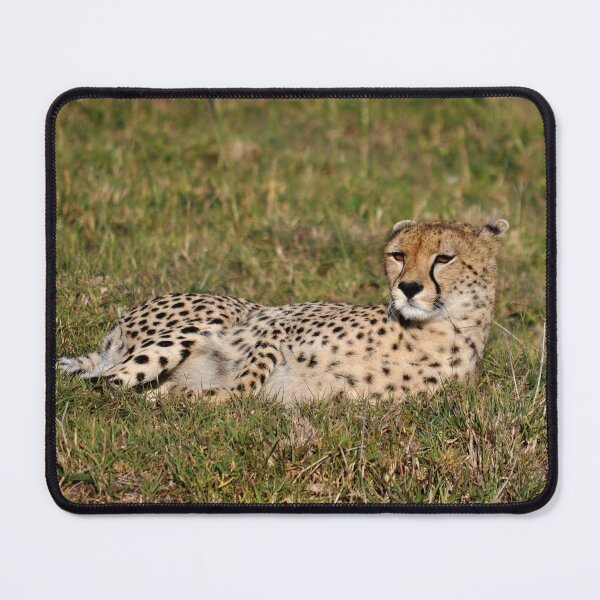 Item preview, cheetah Acinonyx jubatus portrait cat Africa designed and sold by Schoensl.