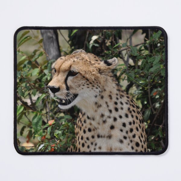 Item preview, cheetah Acinonyx jubatus cat Africa designed and sold by Schoensl.