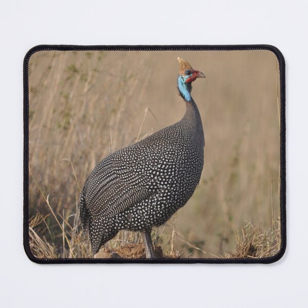 Item preview, Helmeted guineafowl Numida meleagris bird Africa designed and sold by Schoensl.