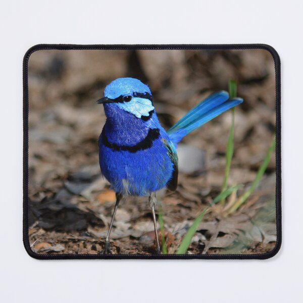 Item preview, espléndido cuento de hadas Malurus splendens Australia pájaro lila azul designed and sold by Schoensl.