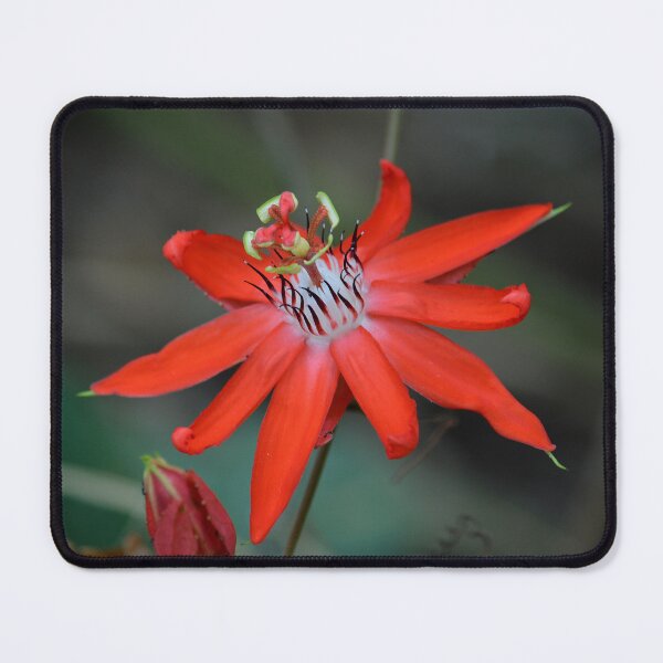 Item preview, passion flower Passiflora miniata designed and sold by Schoensl.