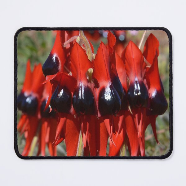 Item preview, Australia Sturt Desert Pea designed and sold by Schoensl.